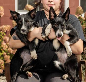 Rescue Basenji Dogs for Adoption in Chester Springs, Pennsylvania - Kano And Kampala | PetCurious