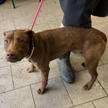 Mixed Breed Dogs Available for Adoption in Huntington, West Virginia - Muddy Buddy | PetCurious