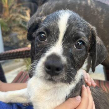 Michael -  Boston Terrier and Poodle Dog for Adoption in San Mateo, California - Michael | PetCurious