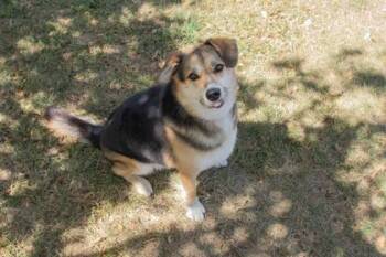 Charles -  Shepherd and Mixed Breed Dog for Adoption in Kansas City, Missouri - Charles | PetCurious