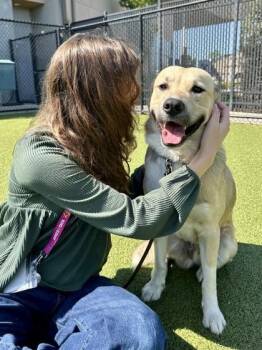 Mixed Breed Dogs Available for Adoption in Wichita, Kansas - Oso | PetCurious