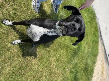 Rescue Boxer and German Shorthaired Pointer Dogs for Adoption in Russiaville, Indiana - Rei! Vibrant Amazing Girl! | PetCurious