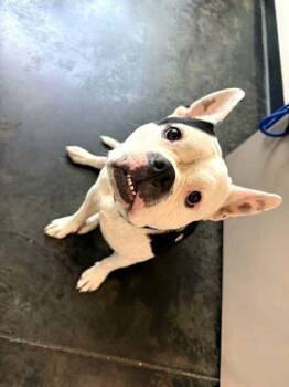 Dolores -  Mixed Breed Dog for Adoption in Memphis, Tennessee - Dolores | PetCurious