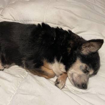 Chihuahua Dogs Available for Adoption in Long Beach, Mississippi - Wee Wee | PetCurious