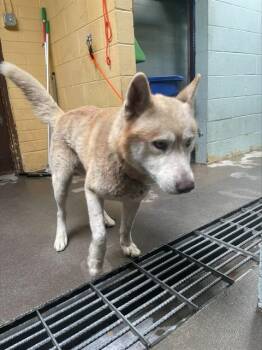 INDEPENDENCE (INDI) -  Siberian Husky Dog for Adoption in Stockton, California - INDEPENDENCE (INDI) | PetCurious
