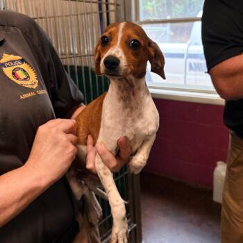 Reba -  Mixed Breed Dog for Adoption in Brentwood, Missouri - Reba | PetCurious