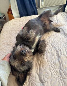 Schnauzer and Terrier Dogs Available for Adoption in Thousand Oaks, California - Sigourney Woofer | PetCurious
