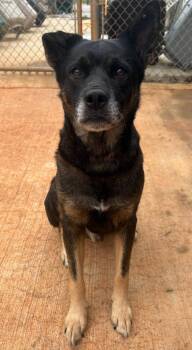 Earl -  German Shepherd Dog Dog for Adoption in Munfordville, Kentucky - Earl | PetCurious