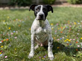 Jubilee -  Pit Bull Terrier and Mixed Breed Dog for Adoption in Sebastian, Florida - Jubilee | PetCurious