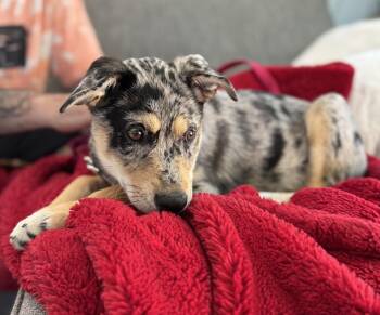 Australian Cattle Dog Blue Heeler Dogs Available for Adoption in Westport, Connecticut - Karen | PetCurious