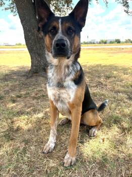 Zeke -  German Shepherd Dog and Australian Cattle Dog Blue Heeler Dog for Adoption in Cleburne, Texas - Zeke | PetCurious