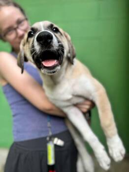 Great Pyrenees Dogs Available for Adoption in Elmsford, New York - Phelps- Available 6/2 | PetCurious