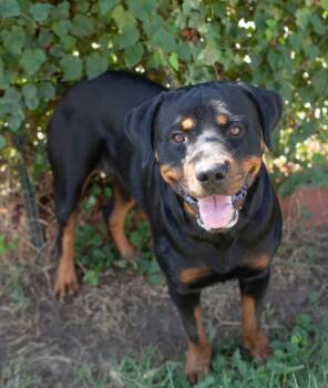 Dallas Daisy -  Rottweiler Dog for Adoption in Deering, New Hampshire - Dallas Daisy | PetCurious