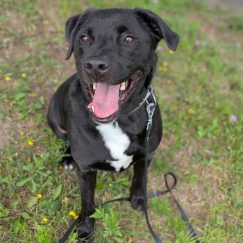 Myrtle -  Mixed Breed Dog for Adoption in Syracuse, New York - Myrtle | PetCurious