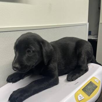 Black Labrador Retriever Dogs Available for Adoption - Shelby | PetCurious