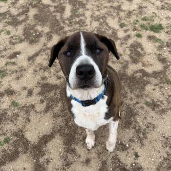 OG -  Pit Bull Terrier Dog for Adoption in East Northport, New York - OG | PetCurious