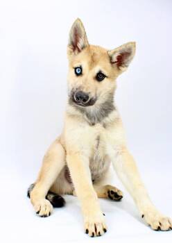 Captain -  Siberian Husky and Mixed Breed Dog Available for Adoption in Morton Grove, Illinois - Captain | PetCurious
