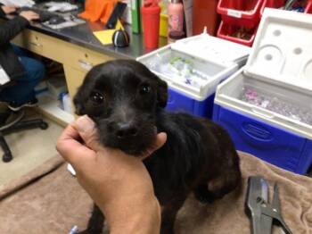 Rescue Terrier Dogs for Adoption in Riverside, California - ORION | PetCurious