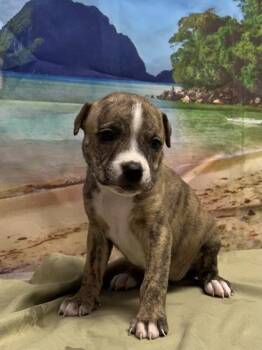 Francine -  Terrier and Shepherd Dog for Adoption in San Antonio, Texas - Francine | PetCurious