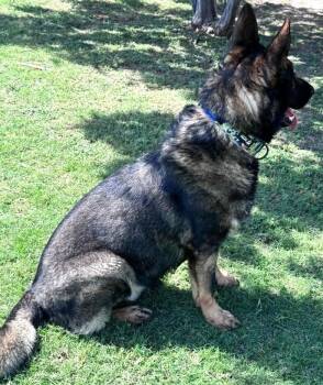 Kobi -  German Shepherd Dog Dog for Adoption in Dallas, Texas - Kobi | PetCurious