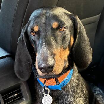 Rescue Bluetick Coonhound Dogs for Adoption - Benjamin | PetCurious