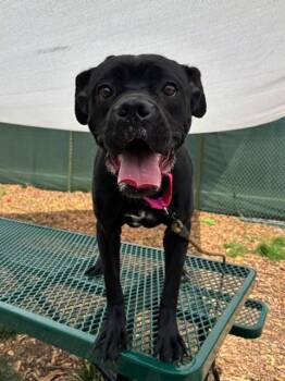 DENIM -  Cane Corso Dog for Adoption in Leesburg, Virginia - DENIM | PetCurious