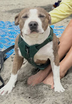 Rescue American Staffordshire Terrier Dogs for Adoption in Ventura, California - Maple | PetCurious