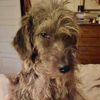 Terrier Dogs Available for Adoption in Goliad, Texas - Hobknob PC | PetCurious