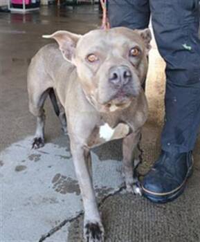 PEBBLE -  Pit Bull Terrier Dog for Adoption in Camarillo, California - PEBBLE | PetCurious