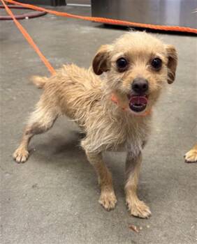 PEPITA -  Chihuahua Dog for Adoption in Ontario, California - PEPITA | PetCurious