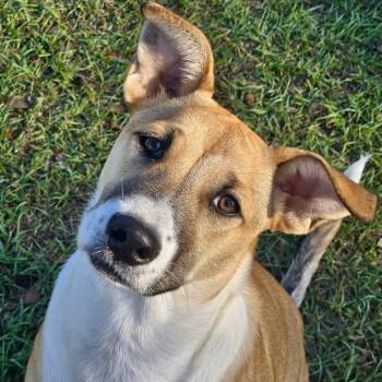 Sweet. Bella -  Shepherd and Mixed Breed Dog for Adoption in Houston, Texas - Sweet. Bella | PetCurious