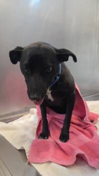 Mixed Breed Dogs Available for Adoption - LULU | PetCurious