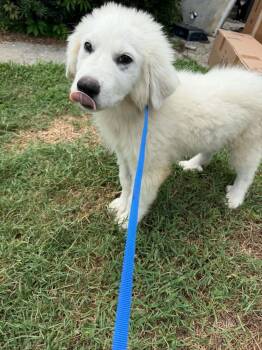 Marshmallow -  Great Pyrenees Dog for Adoption in Deltona, Florida - Marshmallow | PetCurious