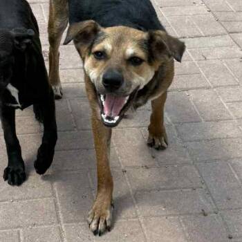 Rescue Black Labrador Retriever Dogs for Adoption in Spring, Texas - Dauber | PetCurious