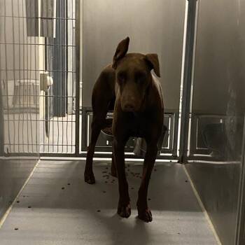 Rescue Doberman Pinscher Dogs for Adoption in Modesto, California - ROCKEFELLER | PetCurious