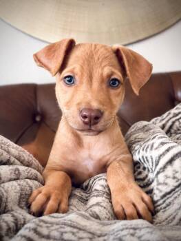 Kenny -  Mixed Breed Dog for Adoption in Oakland, California - Kenny | PetCurious