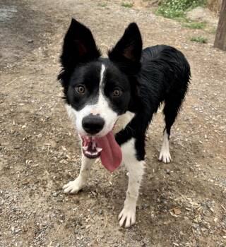 Koda -  Border Collie Dog for Adoption in Logan, Utah - Koda | PetCurious