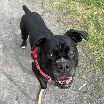 Prince -  Boxer Dog Available for Adoption in Fairport, New York - Prince | PetCurious