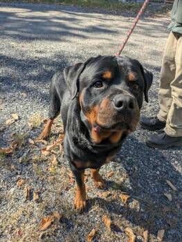Rescue Rottweiler Dogs for Adoption in Brockton, Massachusetts - Rottweiler (25-188) | PetCurious