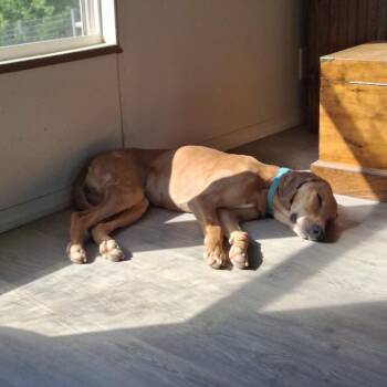 Belle -  Coonhound and Mixed Breed Dog for Adoption in Dover, Arkansas - Belle | PetCurious