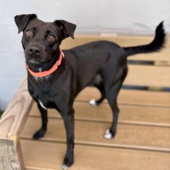 Bonnie -  Labrador Retriever and Terrier Dog for Adoption in Fullerton, Pennsylvania - Bonnie | PetCurious