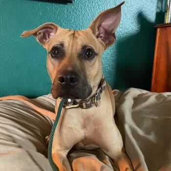 Chaz JuM -  Pit Bull Terrier Dog for Adoption in Austin, Texas - Chaz JuM | PetCurious