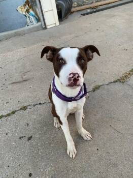 Pit Bull Terrier Dogs Available for Adoption - Diego | PetCurious