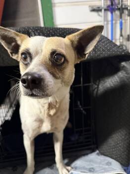 Chihuahua Dogs Available for Adoption in Boston, Massachusetts - Oliver  | PetCurious