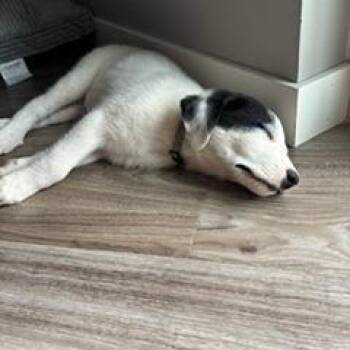 Diesel D11610 -  Great Pyrenees and Australian Cattle Dog Blue Heeler Dog for Adoption - Diesel D11610 | PetCurious