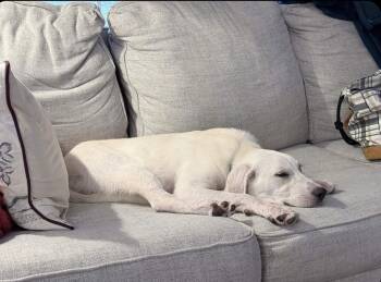 Stevie -  Labrador Retriever Dog for Adoption in Fort Worth, Texas - Stevie | PetCurious