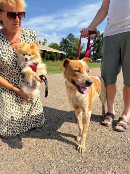 Cattle Dog Dogs Available for Adoption in Princeton, Massachusetts - Loki | PetCurious