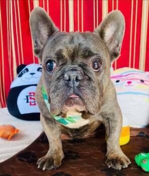 Aladdin -  French Bulldog Dog for Adoption in Severance, Colorado - Aladdin | PetCurious