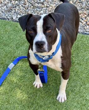 Tugger -  Pit Bull Terrier Dog for Adoption in Larkfield-wikiup, California - Tugger | PetCurious