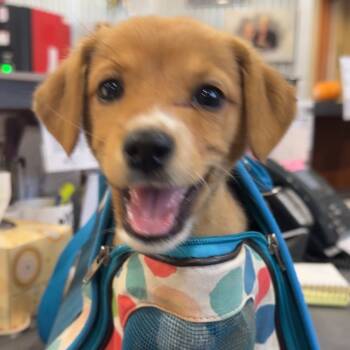 Rescue Chihuahua and Labrador Retriever Dogs for Adoption in Yuma, Arizona - Opy | PetCurious